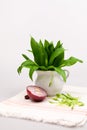 Still life composition with bear's garlic (Allium Ursinum) and sliced onion Royalty Free Stock Photo