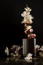 Still life composition of blooming spring trees on a black background. Royalty Free Stock Photo