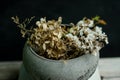 Still life composition.Dry flowers in an old vase with black background and wooden table Royalty Free Stock Photo