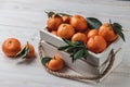 Still-life composition with fresh picked tangerines with green leaves in white wooden box with hemp rope. Textured background with Royalty Free Stock Photo