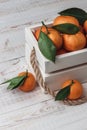 Still-life composition with fresh picked tangerines with green leaves in white wooden box with hemp rope. Textured background with Royalty Free Stock Photo