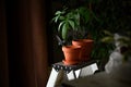 Still life composition with green exotic baby plant and ceramic clay pots with garden tools on a metal stool. Copy space Royalty Free Stock Photo
