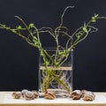 Still life composition with willow branches with small leaves and pink roots in a transparent vase and snail shells