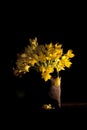 Still life composition with yellow wild tulips Bieberstein Tulip Royalty Free Stock Photo