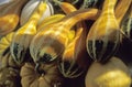 Sunshine on yellow and green gourds