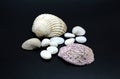 Still Life Conch Shell Stones Black Background Shells Sea Harmony Zen Royalty Free Stock Photo