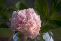 Still life creation with one pink peony flower .Perennial flower