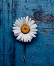 Still Life Daisy on Blue Wood. Generative AI.