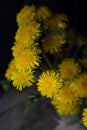 Still life with dandelions Royalty Free Stock Photo