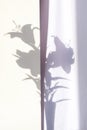 Still life of a dark shadows on white fabric on wall from bouquet of lily flowers in a glass vase. Place for text or advertising Royalty Free Stock Photo