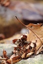 Still life dead leave lying on the rocks Royalty Free Stock Photo