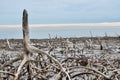 Mangrove on the beach. Still life. Royalty Free Stock Photo