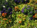 Still life from the different flowers growing on a bed in the park