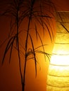 Still life with dracena flower and lighted lamp