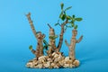 Still life of a dry Crassula Arborescens tree