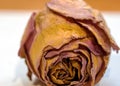 still life with dry rose flower, dried rose Royalty Free Stock Photo