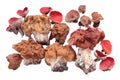 Still life with early spring mushrooms: Snow morel Gyromitra gigas, Gyromitra fastigiata, Discina ancilis and Scarlet elfcup