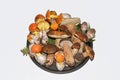 Still life of edible mushrooms Royalty Free Stock Photo