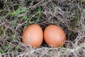 Still life eggs, two eggs in the nest of dry grass. Royalty Free Stock Photo