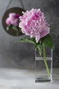 Still life with elegant pink peony in a glass vase and reflection in the mirror. Royalty Free Stock Photo