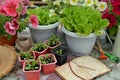 Still Life With Farm Diary Book, Lettuce And Petunia Flower In Pots In Greenhouse