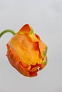 Still life bright colorful macro of a single isolated opening orange green tulip blossom on gray background Royalty Free Stock Photo