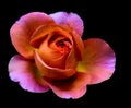 Single isolated young orange yellow violet glowing rose Royalty Free Stock Photo