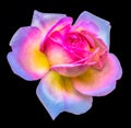 Portrait of a beautiful single isolated yellow white red pink rose blossom Royalty Free Stock Photo