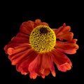 Single isolated wide open yellow red helenium bride of the sun blossom Royalty Free Stock Photo