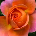 Macro portrait of a single isolated orange pink young blooming open blossom with