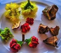 Still life with flowers, buds and seeds of a gum tree Royalty Free Stock Photo