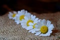 Still life with flowers daisies