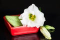 Still life flowers eustoma and wasabi on a black background Royalty Free Stock Photo