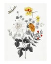 Still Life Of Flowers Vintage Illustration Wall Art Print And Poster Design Remix From Original Artwork