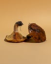 Still life of forest mushrooms russula and Suillus mushrooms. Creative wall print art. Royalty Free Stock Photo