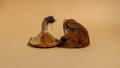 Still life of forest mushrooms russula and Suillus mushrooms. Creative wall print art. Royalty Free Stock Photo