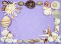 Frame of shells and corals on a lilac background