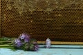 Still life with frame of natural honey comb and flowers Royalty Free Stock Photo