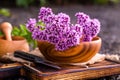 Still life of fresh flowers Oregano in wooden eco-friendly plate and wooden mortar with dried medicinal plants Origanum vulgare, Royalty Free Stock Photo