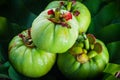 Still life with fresh garcinia cambogia on wooden background (Thai herb) Royalty Free Stock Photo