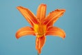 Orange Martagon lily in blue color