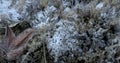 Still Life of Frozen Pond Bed in Winter