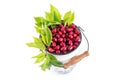 Still life with fruit, dogberries in pot isolated on white