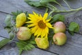 Still life of fruits and flowers. Apples, pears and sunflower flower on a wooden background Royalty Free Stock Photo