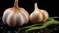 Still life of garlic heads in with drops water