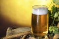 Glass of beer, hop cones, ears of barley Royalty Free Stock Photo