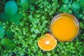 Still Life Glass of Fresh Orange Juice in the wild nature Royalty Free Stock Photo