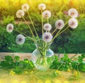 Still life in a glass vase wild flowers dandelions white on a wooden table