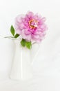 Gorgeous pink peony in a vase