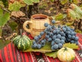 Still life with grapes and red stum in vineyard